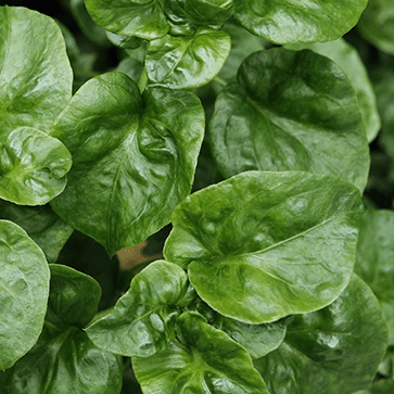 Watercress Extract