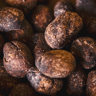Shea Extract