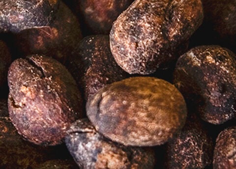 SHEA BUTTER INGREDIENT