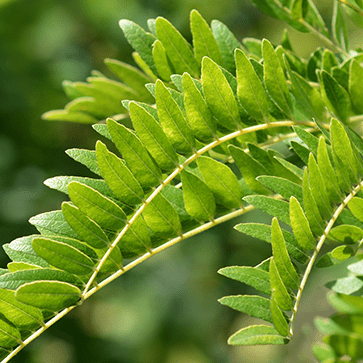 Botanical Extract Tensor