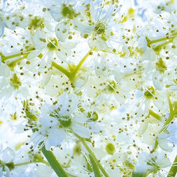 Meadowsweet Flowers Extract