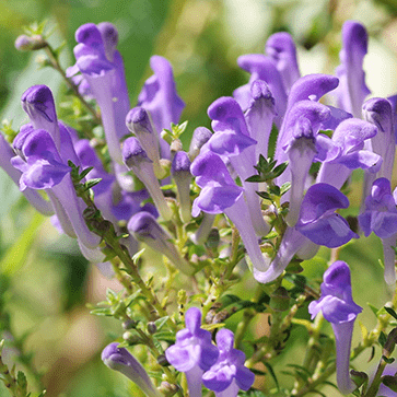 Scutellaria Extract