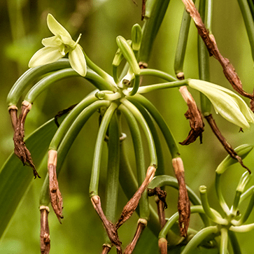 Vanilla Infusion