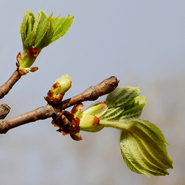 Extract of Bud of Beech Tree