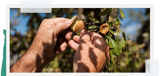 Bringing Almond Trees Back to Provence