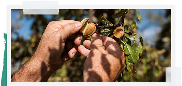 Bringing Almond Trees Back to Provence