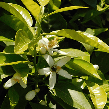 Orange Blossom Floral Water