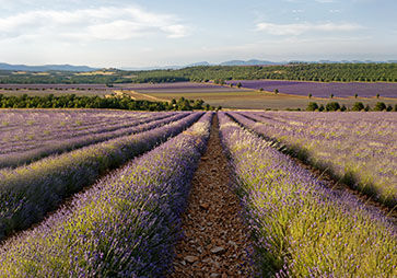 Lavender growing in Haute-Provence at an high altitude, L'OCCITANE Lavender, Organic, Natural, Fair Trade