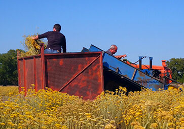 Step 1 of Art of Extraction for L'OCCITANE Immortelle divine cream 