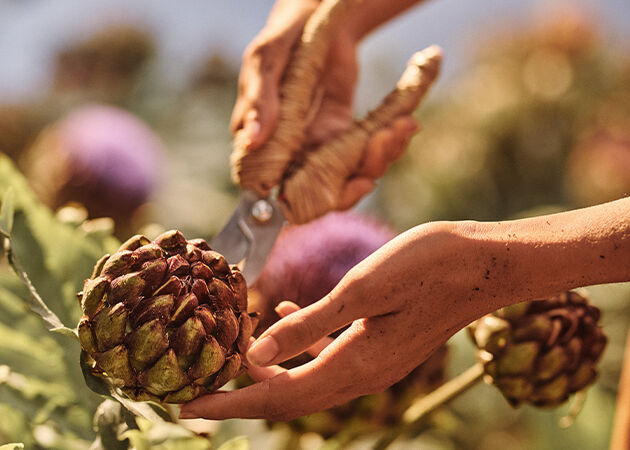 Sustainable Organic Sourcing 