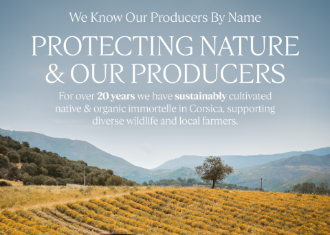 Immortelle Grown In Corsica 