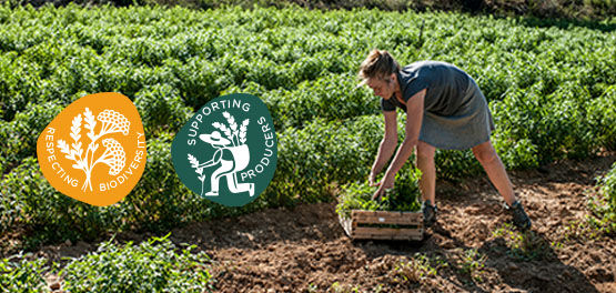 Our Inspirational Producer Magalie Mary Picking Fresh Verbena Leaves, Verbena Fields, Provence, Verbena Ingredient, Supporting Producers, Respecting Biodiversity, Sustainable, Ethical, Natural, Organic Crop Cultivation, L'OCCITANE Partnership, Fresh, Lemony, Summer