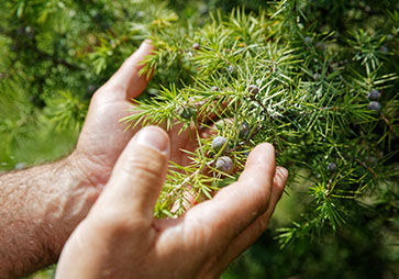 Cade, Wild Juniper, Sustainable Sourcing 