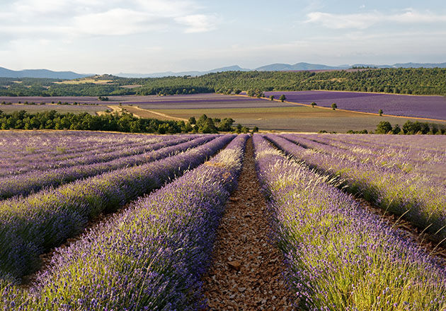 Lavender growing in Haute-Provence at an high altitude, L'OCCITANE Lavender, Organic, Natural, Fair Trade