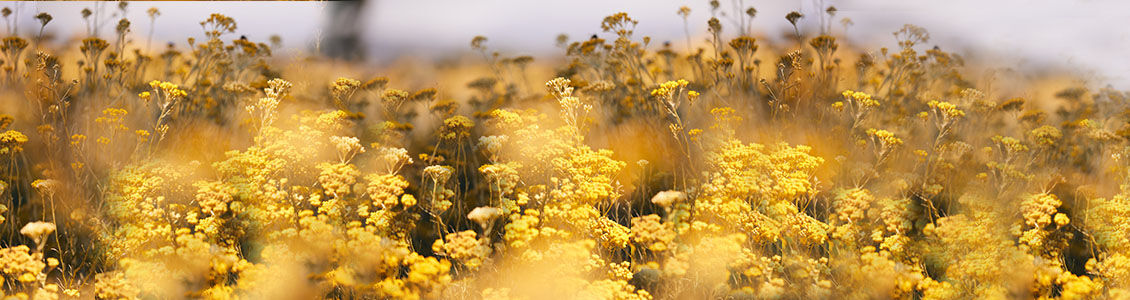 Immortelle, Immortelle Flower, Immortelle Flower Fields, Ingredient, Natural, Organic, Fair-trade, Ethical, L'OCCITANE Partnership, Supporting Producers, Corsica, Island of Beauty, South of France, Traceable, Unique Anti-ageing Properties, Natural Retinol, Golden Sun 