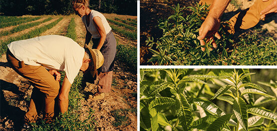 Three images showing the Verbena producers and verbena leaves.