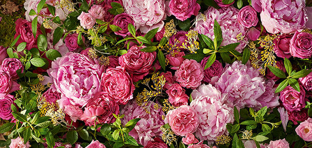 Collection of Roses, Light Pink Roses, Dark Pink Roses, Green Leaves, Beauty, Love, Harvested in Grasse, Our Producer Bruno Charpin, Delicate, Sweet, Floral, Freshly Handpicked, Distilled, Field of Roses  