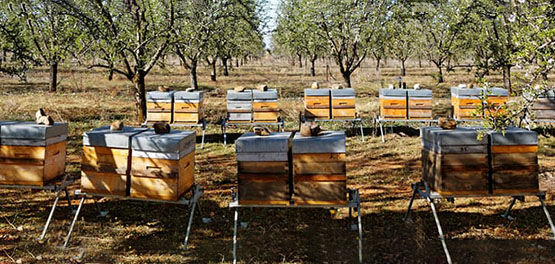 Protecting Bees, Beehives, Nature, Biodiversity, Balance