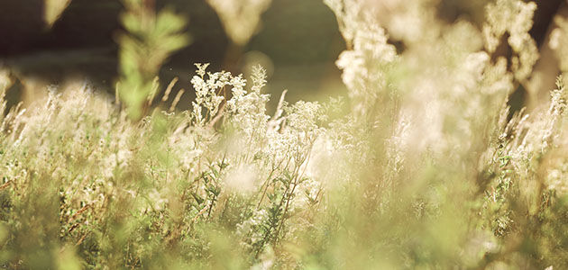 Meadows of Provence, Reine des Pr&egrave;s, Meadowsweet Flowers, Luminosity 