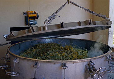 Step 2 of Art of Extraction for L'OCCITANE Immortelle divine cream 