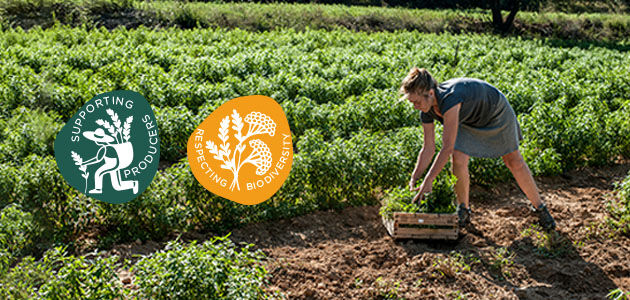 Our Inspirational Producer Magalie Mary Picking Fresh Verbena Leaves, Verbena Fields, Provence, Verbena Ingredient, Supporting Producers, Respecting Biodiversity, Sustainable, Ethical, Natural, Organic Crop Cultivation, L'OCCITANE Partnership, Fresh, Lemony, Summer