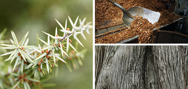 Cade, Cade Wood, Cade Essential Oil, Wild Juniper, Ard&egrave;che Forests 
