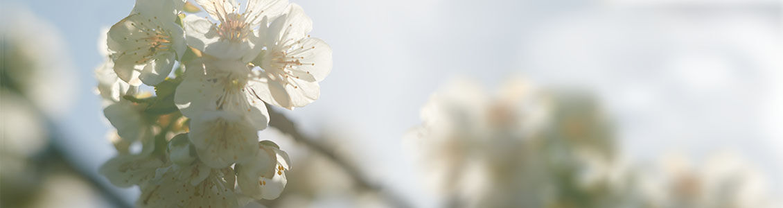 Cherry Blossom Tree, Pure White Flowers, Spring, Blossom, Provencal landscape, Lub&eacute;ron 