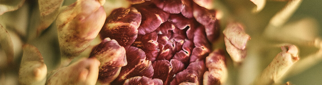 The Ingredient with an Abundance of Benefits 