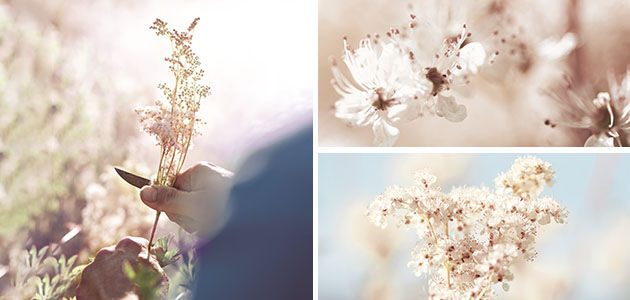Meadowsweet Flower, The Reine des P&eacute;rs, Illuminating Petals, Radiant White Flowers, Reine Blanche, Ingredient 