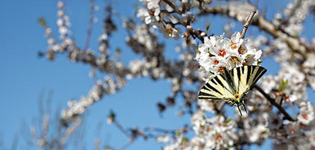 Respecting Biodiversity, Blossoming Almond Tree, Butterfly, Spring, Nature, Sustainable, Organic 