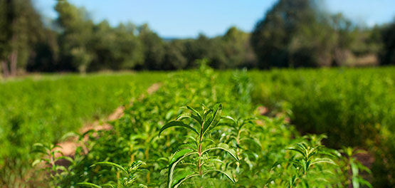 Verbena Fields, Summer, Organic Verbena Cultivation, Fresh Scent, Vibrant Green, Organic, Harvests, Local and Ethical Sourcing, Natural Landscape 