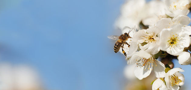 Cherry Blossom Tree, Pure White Flowers, Spring, Blossom, Bee Pollinating, Respecting Biodiversity, Provencal landscape, Lub&eacute;ron , Sweet, Fruity, Delicate 
