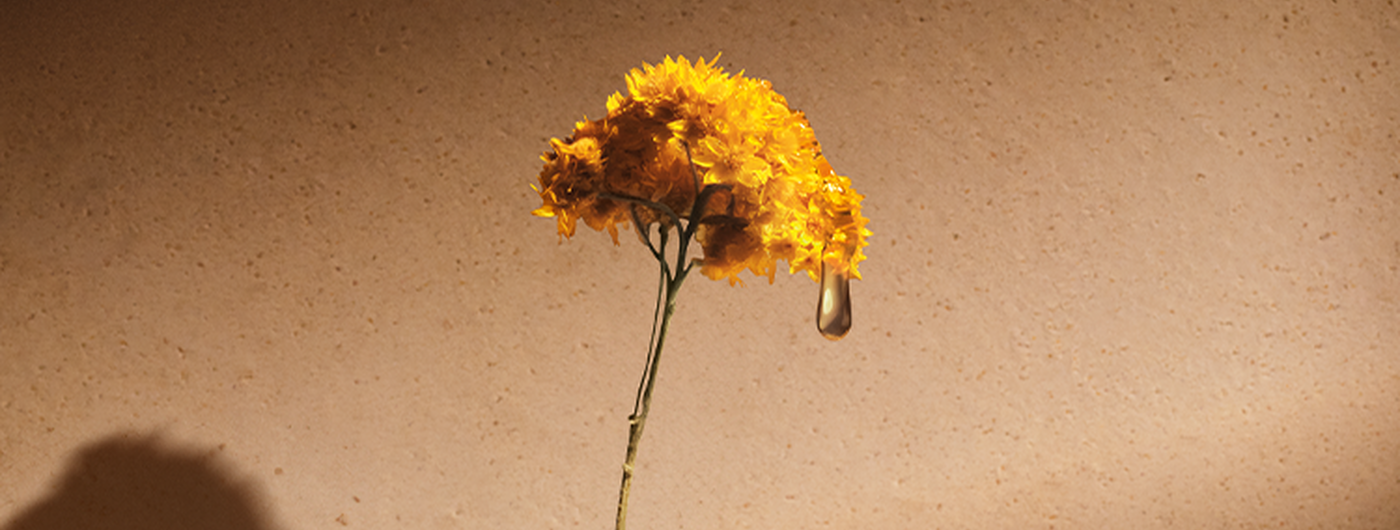 Immortelle Flowers