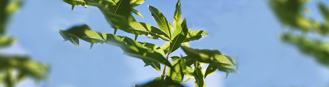 Our Verbena Ingredient, Verbena Leaves, Provence, Green, Natural, Organic, Fair Trade, Supporting Producers, Inspirational Producers, Respecting Biodiversity, Fresh, Revitalising, Lemony   