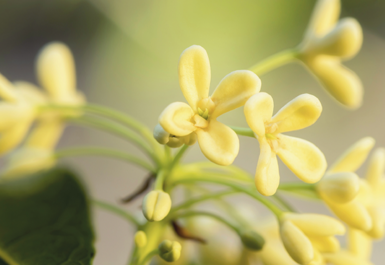 Osmanthus Ingredient