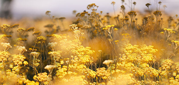 Our Immortelle Ingredient