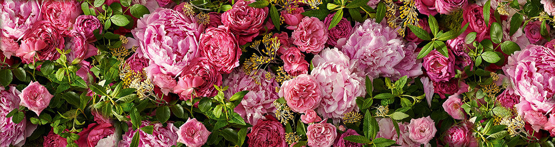 Collection of Roses, Light Pink Roses, Dark Pink Roses, Green Leaves, Beauty, Love, Harvested in Grasse, Our Producer Bruno Charpin, Delicate, Sweet, Floral, Freshly Handpicked, Distilled, Field of Roses  