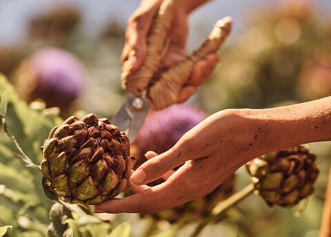 Sustainable Organic Sourcing 