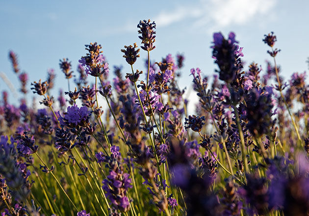 L'OCCITANE French Lavender, Haute-Provence 