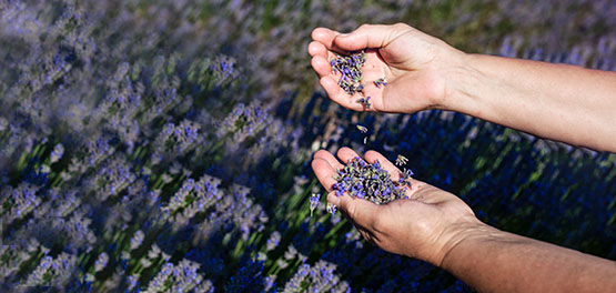 Our Inspirational Producer inspecting the Lavender within the fields of Haute-Provence, Fine French Lavender, L'OCCITANE Lavender  