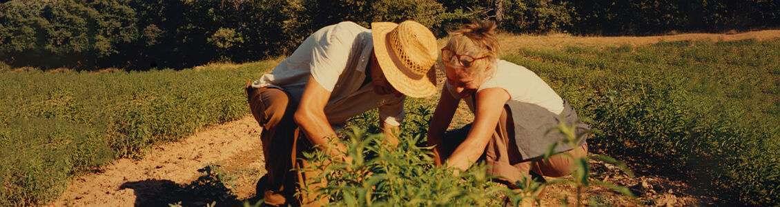 Our Inspirational Producer Magalie Mary harvesting L'OCCITANE Verbena 