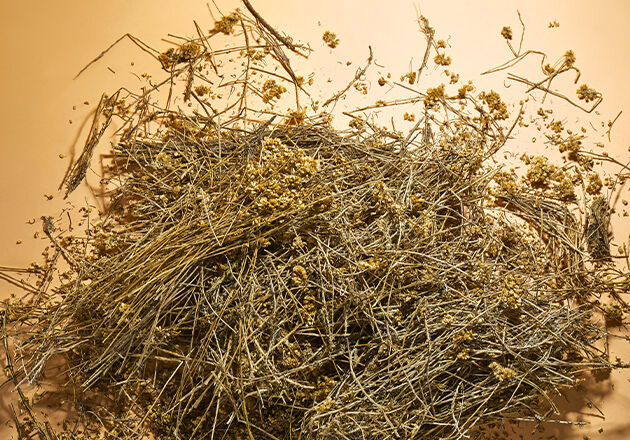 Step 3 of Art of Extraction for L'OCCITANE Immortelle divine cream 