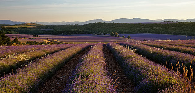 Lavender field in Haute-Provence, L'OCCITANE, Blue Gold Week