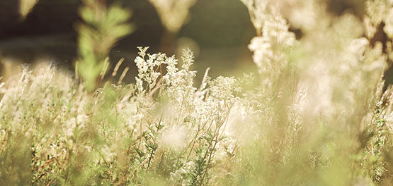 Meadows of Provence, Reine des Pr&egrave;s, Meadowsweet Flowers, Luminosity 