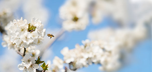 Cherry Blossom Tree, Pure White Flowers, Spring, Blossom, Bee, Provencal landscape, Lub&eacute;ron , Sweet, Fruity, Anti-oxidant, Anti-inflammatory 