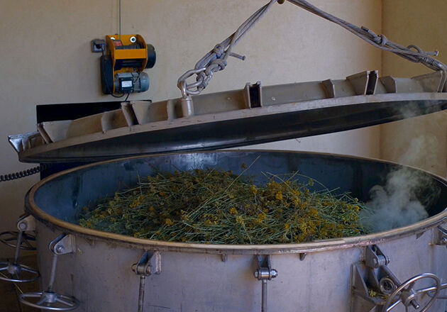 Step 2 of Art of Extraction for L'OCCITANE Immortelle divine cream 
