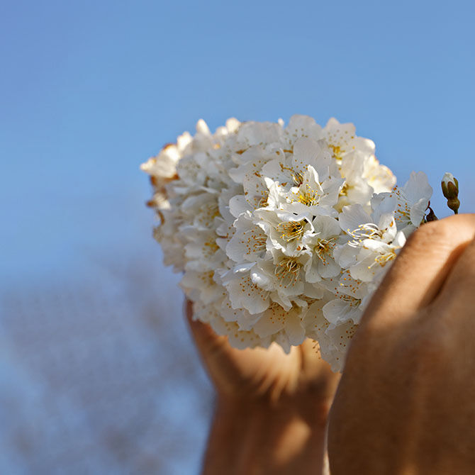 Cherry Blossoms, Pure White Flowers, Spring, Blossom, Bouquet, Provencal landscape, Lub&eacute;ron, Sweet, Fruity