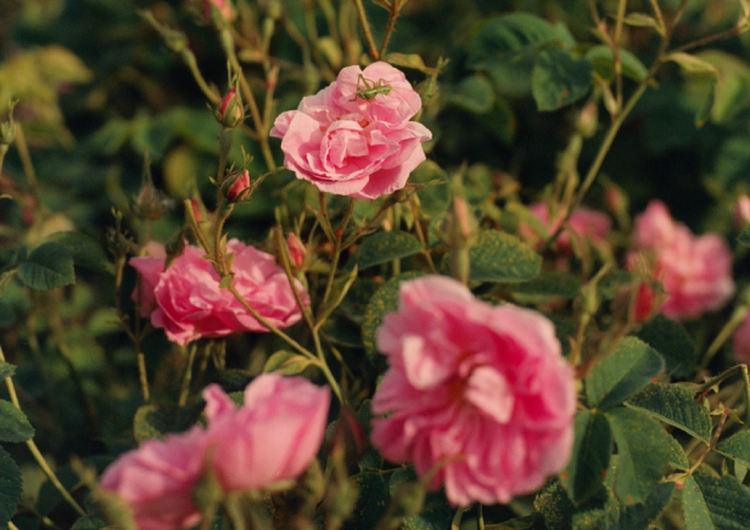 Rose Ingredient
