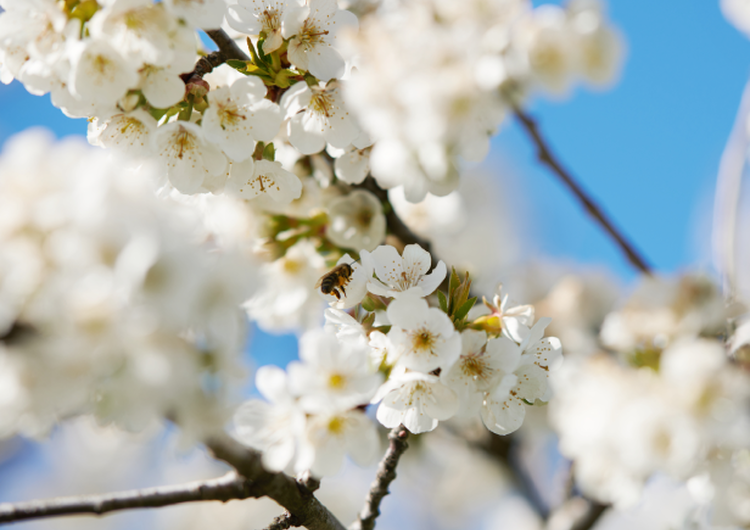 Cherry Blossom Ingredient