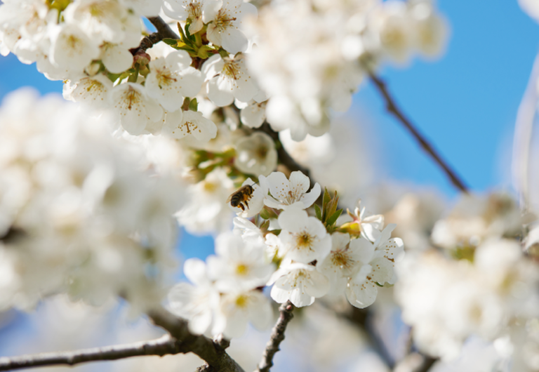 Cherry Blossom Ingredient